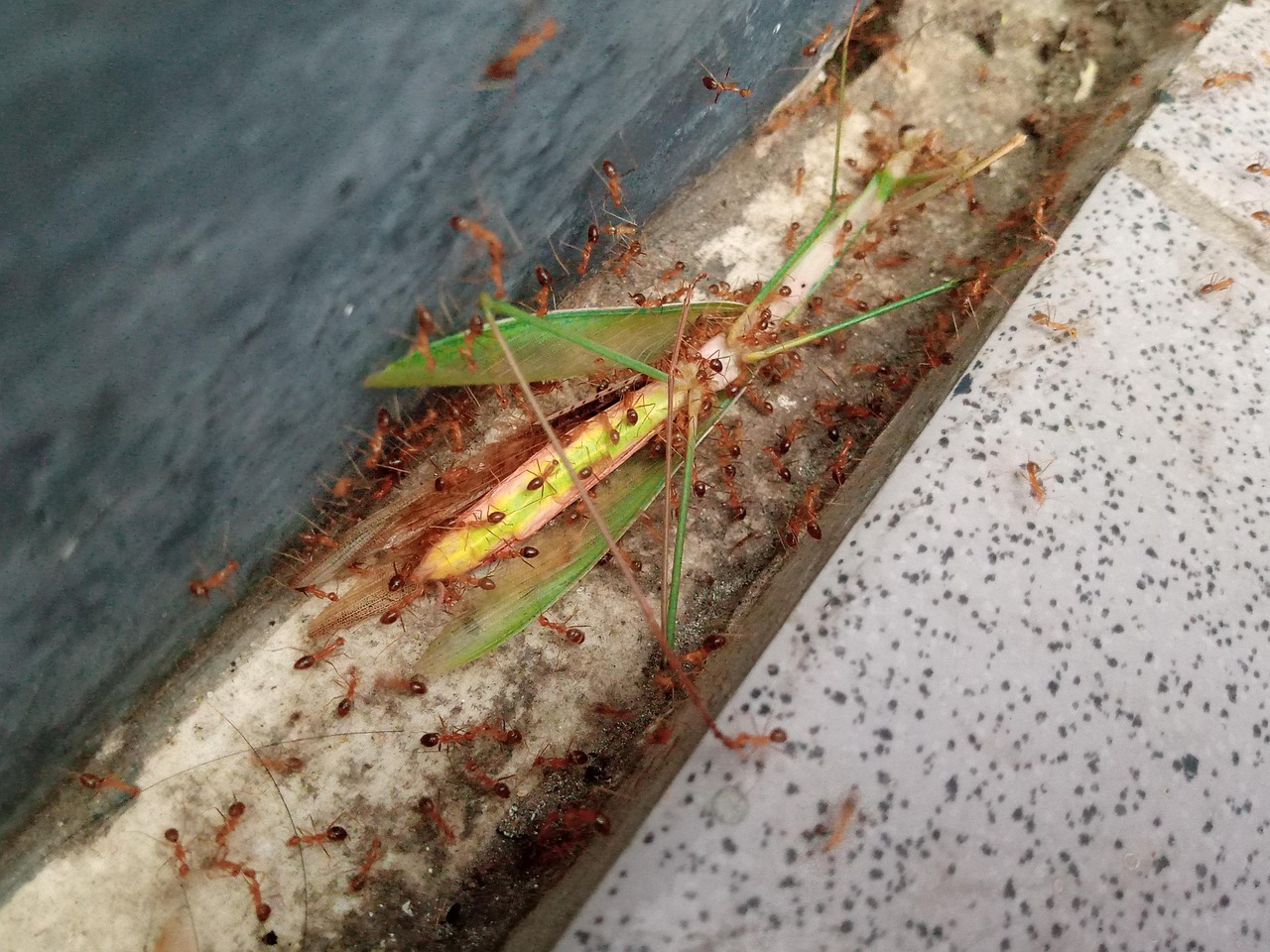 Kolaborasi antara Sekolah dan Pemuda dalam Pengembangan Desa Gelora